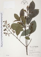 藏品(山香圓)的圖片
