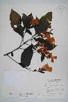 藏品(馬藍)的圖片