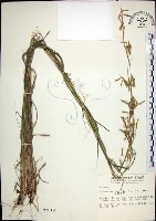 藏品(扭鞘香茅)的圖片