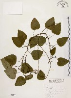 藏品(千金藤、金線吊烏龜)的圖片