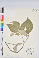 藏品(裡白巴豆)的圖片