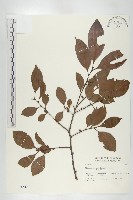 藏品(山紅柿)的圖片