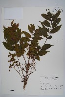 藏品(木蠟樹、山漆)的圖片