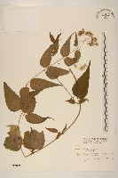 藏品(田代氏澤蘭)的圖片