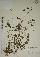 藏品(酢漿草)的圖片