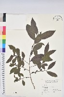 藏品(刺杜密)的圖片