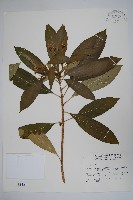 藏品(蘿芙木)的圖片