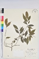 藏品(密花五月茶)的圖片