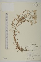 藏品(玉山抱莖籟簫)的圖片