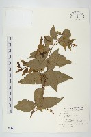 藏品(臺灣馬桑)的圖片
