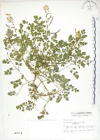 藏品(臺灣黃菫)的圖片