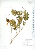 藏品(石吊蘭、吊石苣苔)的圖片