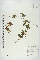 藏品(絞股藍)的圖片