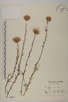 藏品(華薊)的圖片