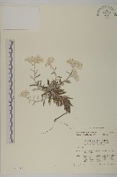 藏品(玉山抱莖籟簫)的圖片