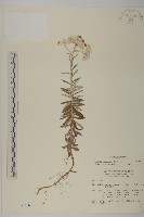 藏品(玉山抱莖籟簫)的圖片