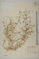 藏品(天蓬草、雀舌草)的圖片