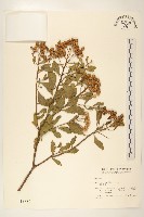 藏品(鯽魚膽、闊苞菊)的圖片