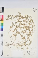 藏品(假葉下珠)的圖片