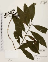 藏品(黑星紫金牛)的圖片