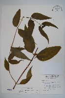 藏品(台灣土黨參)的圖片