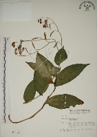 藏品(臺灣油點草)的圖片