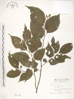 藏品(石朴)的圖片