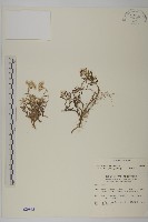 藏品(玉山抱莖籟簫)的圖片
