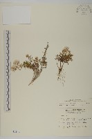 藏品(玉山抱莖籟簫)的圖片