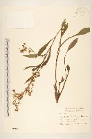 藏品(一枝黃花)的圖片