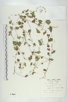 藏品(倒吊金鐘、天花)的圖片