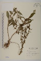 藏品(黃金珠)的圖片