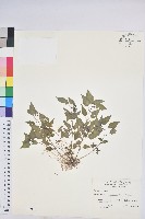 藏品(山靛)的圖片