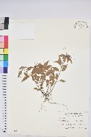 藏品(山靛)的圖片