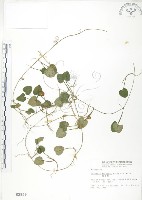 藏品(苞花蔓)的圖片