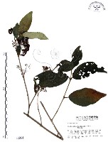 藏品(杜虹花，台灣紫珠)的圖片