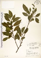 藏品(菲律賓榕)的圖片