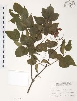 藏品(野鴉椿)的圖片