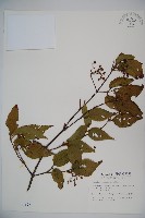 藏品(紅子莢迷)的圖片