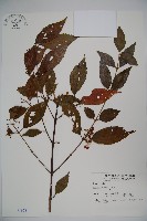 藏品(呂宋莢迷)的圖片