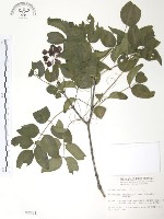 藏品(野鴉椿)的圖片