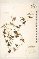 藏品(小蔓黃菀)的圖片