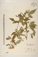 藏品(臺灣澤蘭)的圖片