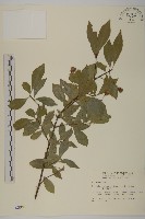 藏品(厚葉衛矛)的圖片