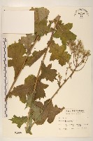 藏品(臺灣山苦苣)的圖片