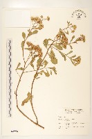 藏品(光梗闊苞菊)的圖片