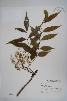 藏品(木蠟樹、山漆)的圖片