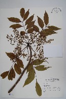 藏品(木蠟樹、山漆)的圖片