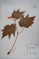 藏品(裂葉秋海棠)的圖片