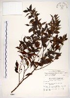 藏品(十子木、加入舅)的圖片